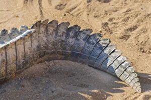 Tail of a Nile Crocodile -Crocodylus niloticus-, crocodile farm, Otjiwarongo, Namibia