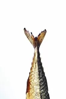 Images Dated 31st December 2011: Tail of a smoked Mackerel -Scomber scombrus-