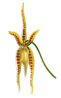 The tailed Brassia (Brassia caudata) is a species of orchid