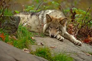 Images Dated 11th October 2014: Taking It Easy