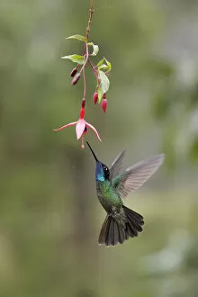 Images Dated 3rd February 2018: Talamanca Hummingbird (Eugenes spectabilis)