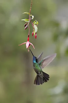 Images Dated 3rd February 2018: Talamanca Hummingbird (Eugenes spectabilis)