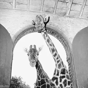 1941 Prints: Tall Baby; Two giraffes at London Zoo