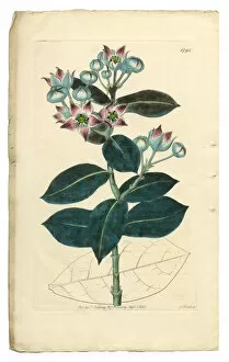 Images Dated 20th September 2016: Tall Calotropis, Calotropis Procera, Apocynaceae, Victorian Botanical Illustration, 1835