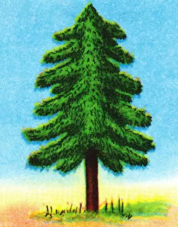 Environmental Conservation Collection: Tall Evergreen Tree