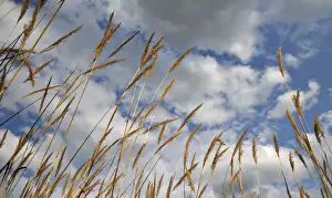 Drakensberg Prints: Tall grasses against a clouded blue sky, Drakensberg, South Africa