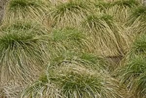 Gramineae Prints: Tall Sedges (Carex) in a swamp, Hesse, Germany, Europe