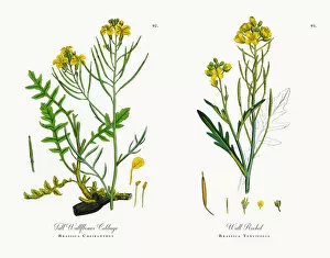 Images Dated 15th November 2017: Tall Wallflower Cabbage, Brassica Cheiranthus, Victorian Botanical Illustration, 1863
