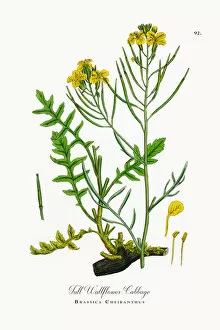 Images Dated 26th September 2017: Tall Wallflower Cabbage, Brassica Cheiranthus, Victorian Botanical Illustration, 1863