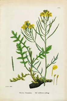 Images Dated 18th January 2017: Tall Wallflower Cabbage, Brassica Cheiranthus, Victorian Botanical Illustration, 1863