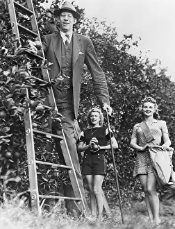 Tallest Man Harvesting Limes
