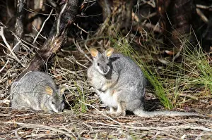 Lying Down Prints: Tammar Wallaby, Dama Wallaby or Darma Wallaby (Macropus eugenii)