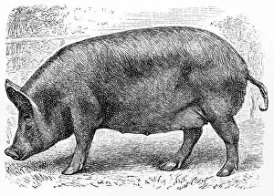 Images Dated 30th January 2016: Tamworth pig