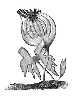 Tangle or cuvie (laminaria cloustoni)