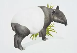 Mammals Gallery: Tapirus indicus, Malayan tapir, side view