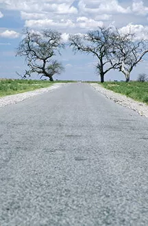 Botswana Gallery: Tar Road Running Between Two Trees