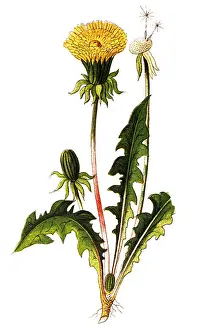 Taraxacum officinale, the common dandelion