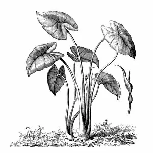 Succulent Plant Gallery: Taro (Colocasia esculenta)