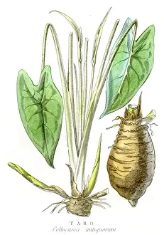 Taro engraving 1857