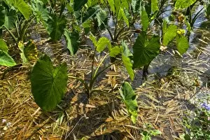 Images Dated 5th March 2013: Taro plants, Kauai, Hawaii, United States