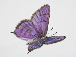 Blues Prints: Tarucus balkanicus, Little Tiger Blue butterfly in flight
