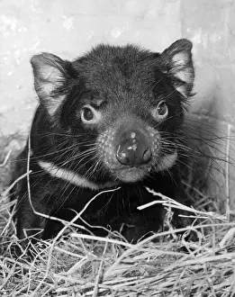 Tasmanian Devilry