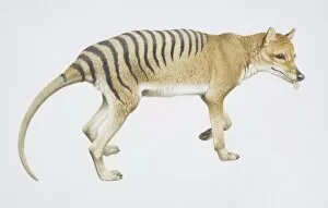 Tasmanian Wolf or Thylacine, Thylacinus cynocephalus, side view
