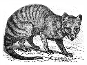 Carnivore Prints: Tasmanian wolf (Thylacinus cynocephalus)