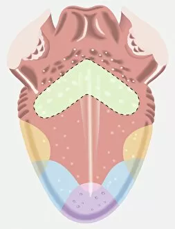 Areas Collection: Taste map of a human tongue, light green area sensitive to bitter taste