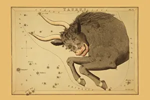 Bull Prints: Taurus the Bull