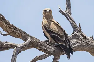 Falconiformes Prints: Tawny eagle -Aquila rapax-, Bwabwata National Park, Caprivi Strip, Namibia, Africa