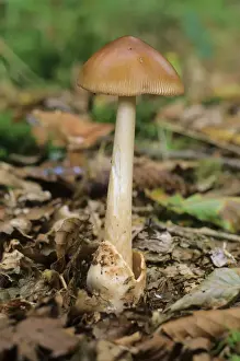 Orange Prints: Tawny Grisette or Orange-brown Ringless Amanita (Amanita fulva) mushroom