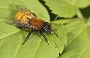Images Dated 4th May 2013: Tawny Mining Bee -Andrena fulva-, Untergroningen, Abtsgmuend, Baden-Wurttemberg, Germany