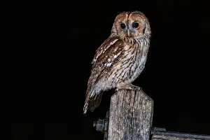 Prints of Taken at night with two flash units, this beautiful tawny owl ha landed on an old gate post. It is looking forward and alert Beautiful Bird Species Prints: Tawny owl