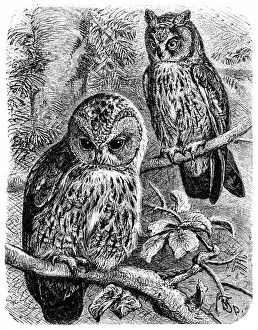 61814 Prints: Tawny Owl (Syrnium aluco) and Long-eared Owl (Otus vulgaris)