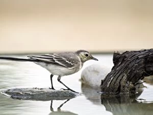 Images Dated 26th June 2016: Tawny Pipit (Anthus campestris), drinking inside the water. It is a species of bird paseriforme of