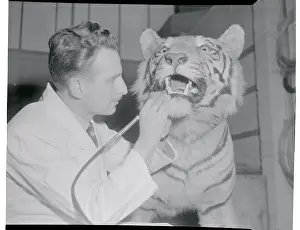 Tiger Prints: Taxidermist Preparing Tiger's Teeth