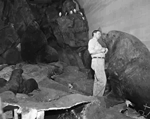 Taxidermy Prints: Taxidermist Working on Exhibit