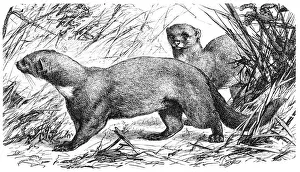 Claw Prints: Tayra (Galictis barbara)