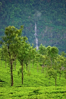 Field Gallery: Tea Garden. Coonoor, Tamil Nadu, India