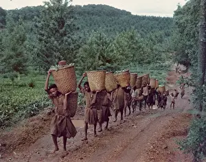 Burdened Prints: Tea Pickers