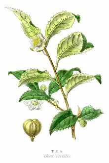 Images Dated 3rd May 2017: Tea plant botanical engraving 1857