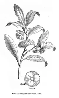 Tea plant engraving 1895