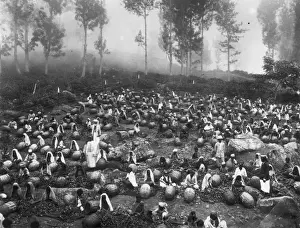 Tea Plantation