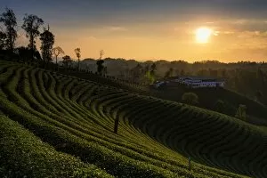 Images Dated 30th December 2012: Tea plantation