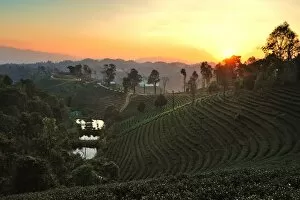 Images Dated 30th December 2010: Tea Plantation in Chiang Rai, Thailand