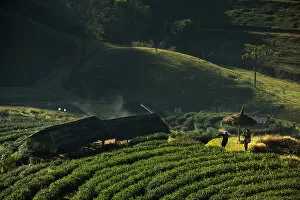 Images Dated 30th December 2012: Tea plantation at Doi Angkhang