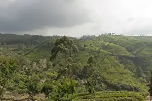 Tea plantation on a hill, tea garden near the Hotel Tea Factory, Nuwara Eliya, Sri Lanka
