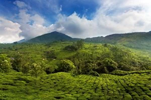 India Gallery: Tea plantation in India