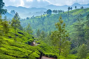 Munnar Prints: Tea plantation in Kerala